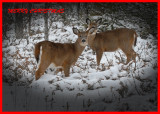 20091210 137 White-tailed Deer.jpg
