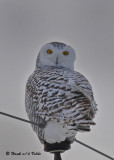 20091222 248 Snowy Owl.jpg
