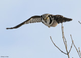 20081216 366 Northern Hawk Owl.jpg