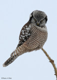 20090117 048 Northern Hawk Owl.jpg
