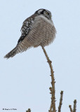 20090117 011 Northern Hawk Owl.jpg