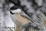 20100127 104 Chickadee1a.jpg