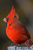 20100126 242 Northern Cardinal (M).jpg