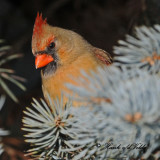 20100202 557 Northern Cardinal (F) SERIES.jpg