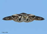 20100209 252 Northern Hawk Owl SERIES.jpg