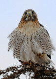 20100210 211 Red-tailed Hawk.jpg