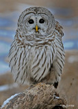 20100210 329 Barred Owl.jpg