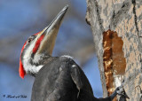 20100319 070 Pileated Woodpecker SERIES.jpg