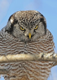 20100304 145 Northern Hawk Owl SERIES.jpg