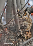 20100330 027 Great Horned Owl.jpg