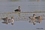 20100403 579 Northern Pintails.jpg