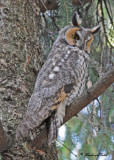20100421 387 Long-eared Owl.jpg