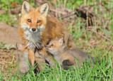 20100420 315 Red Foxes SERIES.jpg