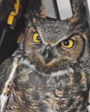 20100430 050 Great-Horned Owl.jpg