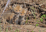 20100420 1043 Red Fox Pups SERIES.jpg