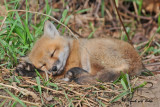 20100430 099 Red Fox Pup SERIES.jpg