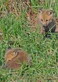 20100420 861 Red Foxes.jpg