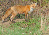 20100420 500 Red Fox SERIES.jpg