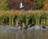 20071025 073 Canada Geese.jpg