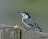20071002 034 SERIES -  White-breasted Nuthatch.jpg