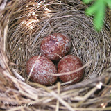 20070610-2 009 Song Sparrows &  Eggs.jpg