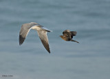 20080223 Gull and SP Skua (Mexico) 1 465.jpg