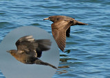20080223 SP Skua and P-f Shearwater (Mexico) 1 317.jpg