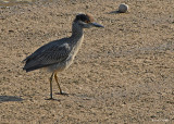 20080225 Yellow-crowned Night Heron Mexico 2 051.jpg