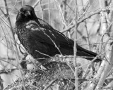 20080322 002 American Crow SERIES.jpg