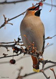 20080324 164 Boh Waxwing.jpg