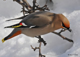 20080324 345 Boh Waxwing.jpg