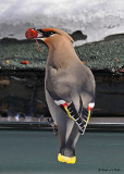 20080324 377 Boh Waxwing.jpg