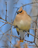 20080329 Cedar Waxwing 035.jpg
