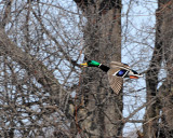 20080403 190 Mallard SERIES.jpg