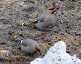 20080401 075 Boh Waxwing.jpg