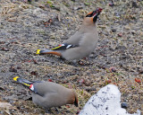 20080401 076 Boh Waxwing.jpg