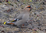 20080401 078 Boh Waxwing.jpg