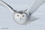 20080317 Snowy Owl  187 SERIES.jpg