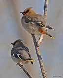 20080402 017 Boh Waxwing.jpg