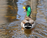 20080418 345 Mallard SERIES.jpg