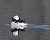 20080418 828 Bufflehead .jpg