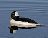 20080424 130 Bufflehead.jpg