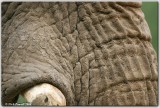 Elephant Skin @ 500mm