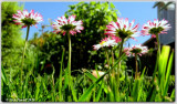 Looking up at the daisies