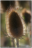 Back-lit Teasel