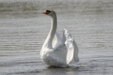 Swan Animation 2