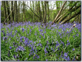 Bluebell Woods