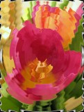 Tulips Ripple