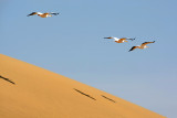 5W4K8426_1 pelicans_edited-1.jpg