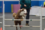 All Dogs Gym Jan 18th 2010